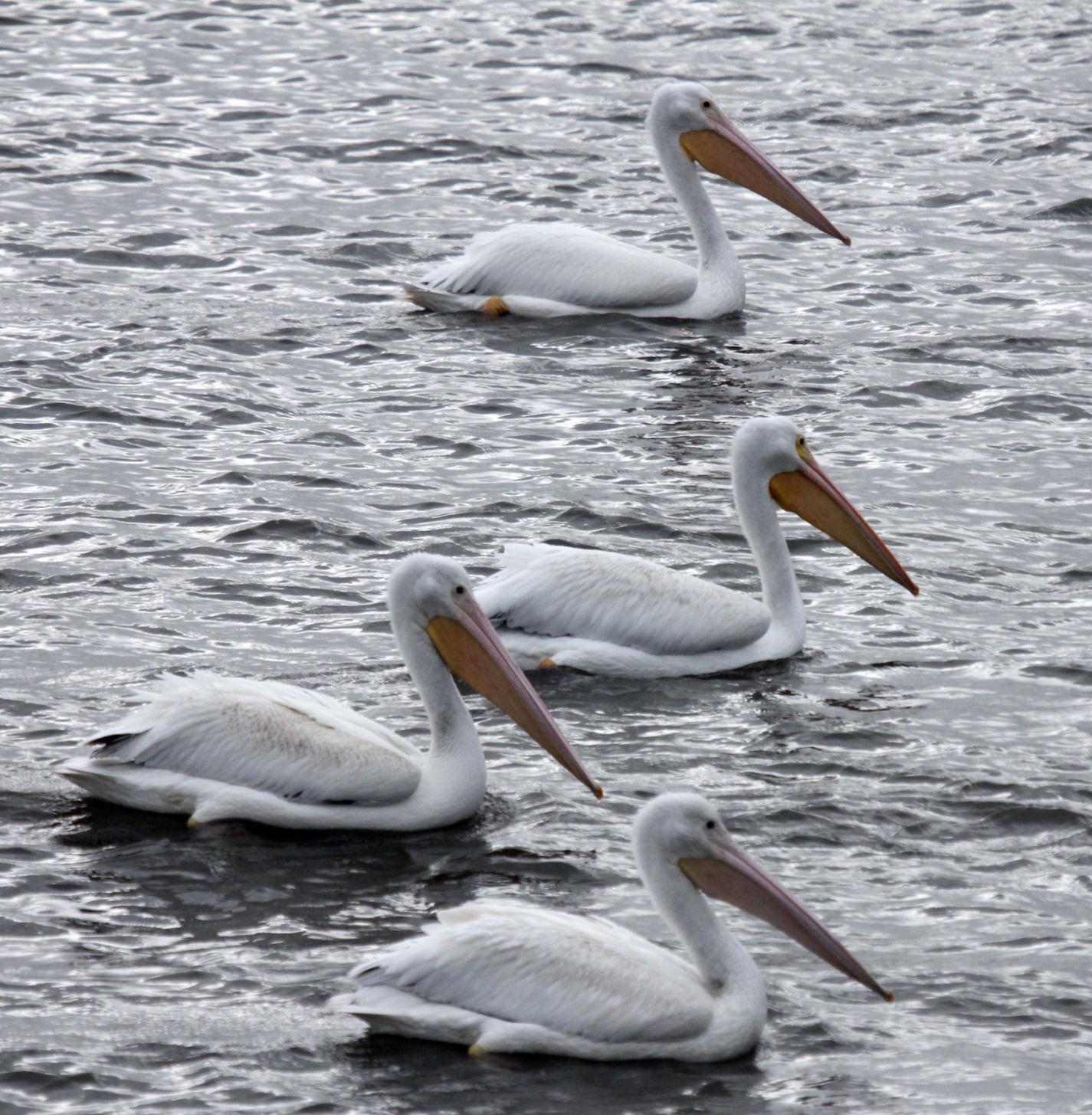 110217-spt-otd-pelicans-3.jpg